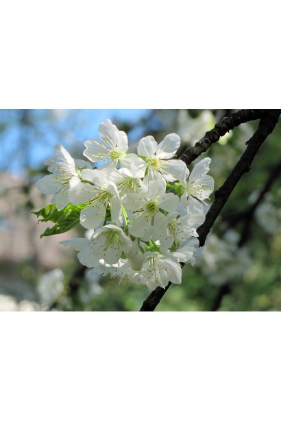 Черешня домашня Дачниця квіти